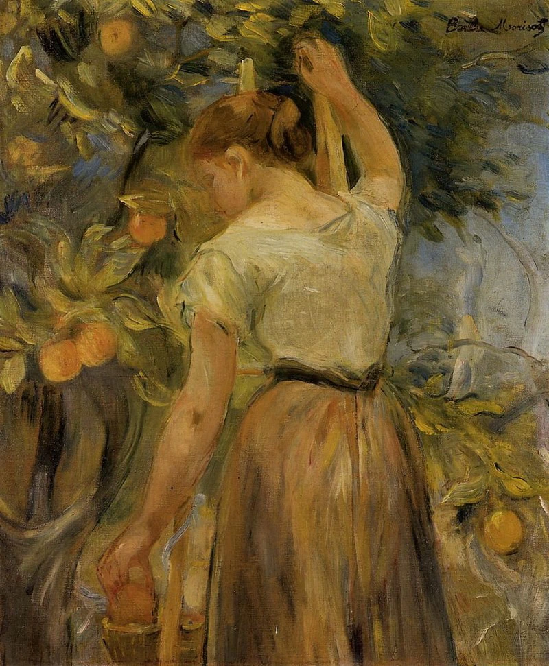 La raccolta delle arance